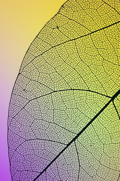 Leaf Close Up, Leafs Aesthetic, Writing Sci Fi, Leaf Aesthetic, Texture Study, Green Autumn, Leaves Changing Color, Nature Leaves, Leaf Photography