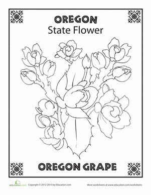 Don't get confused! The Oregon Grape is Oregon's official state flower, not its official fruit. Oregon State Flower, State Coloring Pages, State Flower Tattoo, State Report Projects, Flower Worksheet, State Float Project, Oregon Tattoo, State Project, Home Craft Room