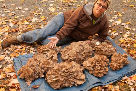 Hen of the Woods: a Great Beginner's Mushroom Hen Of The Woods Recipe, Woods Tattoo, Hen Of The Woods, Edible Wild Mushrooms, Mushroom Guide, Growing Mushrooms At Home, Wild Foraging, Chicken Of The Woods, Wild Food Foraging