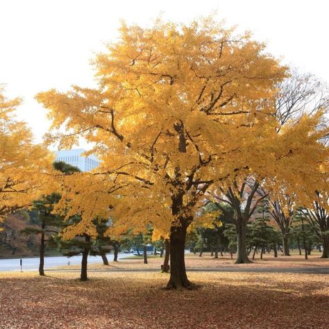 Ginkgo Trees | Naturehills.com Ginkgo Biloba Tree, Golden Rain Tree, Maidenhair Tree, Privacy Trees, Wisteria Tree, Tree Seedlings, Ginkgo Tree, Street Trees, Invasive Plants