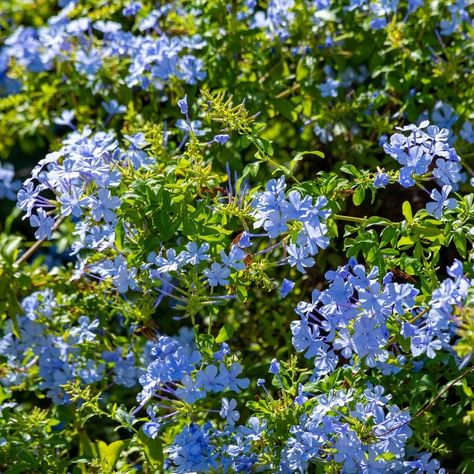 Plumbago Auriculata Blue Blue Flowers, Orchids, Herbs, Plants, Flowers, Blue