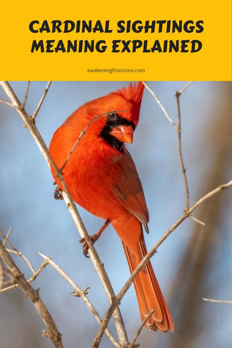 Ever spotted a cardinal and wondered what it means? These lovely red birds often carry important messages when you see them. Many people believe that seeing a cardinal can signify a visitation from a loved one or a sign of good luck. In various cultures, they symbolize joy, dedication, and also resilience. So, the next time a cardinal catches your eye, take a moment and reflect on what message it might bring to you. Discover all about these beautiful creations of nature and their powerful symbolism in this fascinating article! Seeing A Red Cardinal Meaning, Red Cardinal Meaning, Cardinal Birds Meaning, Cardinal Meaning, Bird Meaning, Spiritual Symbols, Cardinal Birds, Red Cardinal, Spiritual Meaning