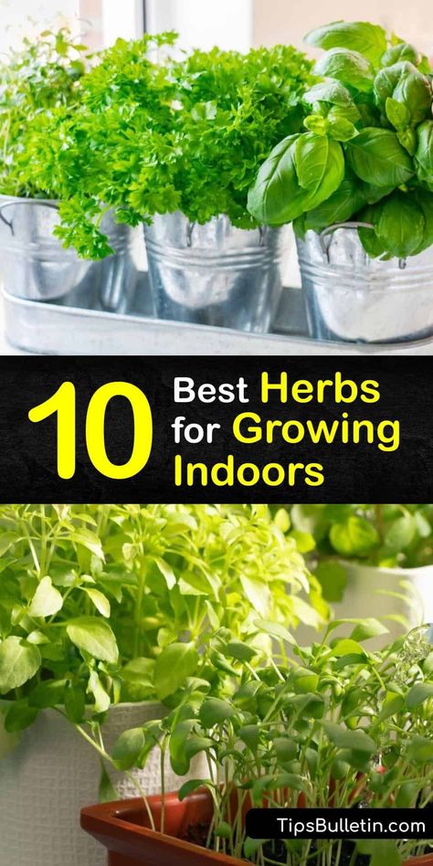 Find out how to grow an indoor herb garden. All you need is rich potting soil, a pot with drainage holes, and a spot with six hours of sun or grow lights. Snip fresh herbs like basil, cilantro, and oregano for a garnish or recipe. #grow #herbs #indoors Indoor Medicinal Herb Garden Diy, Herb Business, Indoor Herb Garden Ideas, Growing Herbs Inside, Garden Enclosure Ideas, Herbs To Grow Indoors, Grow Herbs Indoors, Garden Enclosure, Indoor Herb Garden Diy