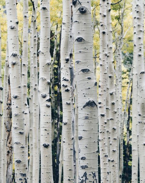 Check out these highly desirable, beautiful-barked trees Wendell Berry, Tree Pictures, Tree Identification, Gray Tree, Picture Tiles, Weaving Kit, Tree Images, Aspen Trees, Ornamental Trees