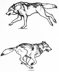 Running Wolf Tattoo, Drawing Running, Canine Anatomy, Running Drawing, Wolf Running, Wolf Sketch, Half Elf, Wolf Drawing, Different Poses