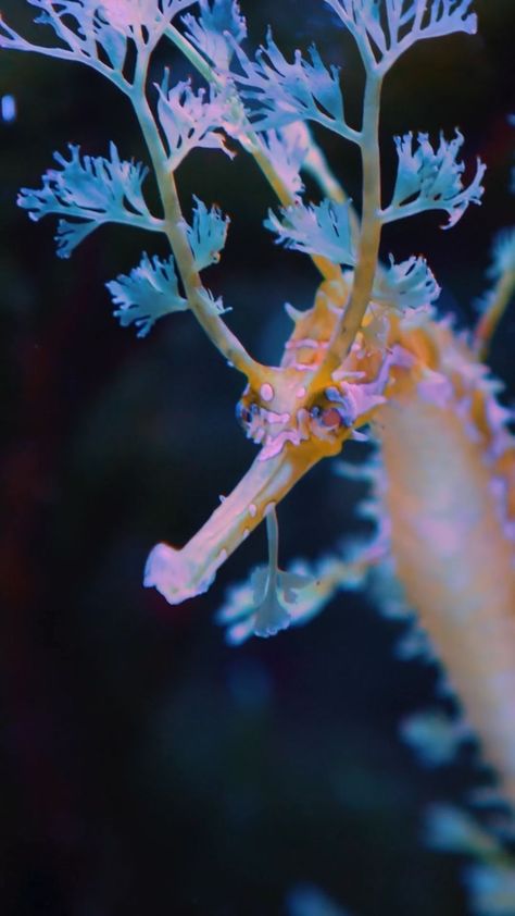 45.6k Likes, 489 Comments - Discovery (@discovery) on Instagram: “Close up of a leafy sea dragon seahorse underwater. #seahorse #naturelovers #marinelife #seadragon…” Dragon Seahorse, Deep Sea Life, Colorful Seahorse, Leafy Sea Dragon, Sea Dragons, Underwater Plants, Loving Animals, Beautiful Sea Creatures, Birthday Brunch