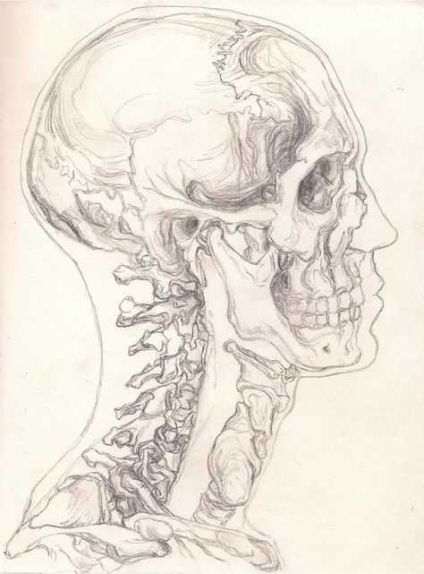 Skull Sketch, Human Anatomy Drawing, Human Anatomy Art, 강아지 그림, Anatomy Sketches, Human Head, Skeleton Art, Arte Sketchbook, Arte Inspo