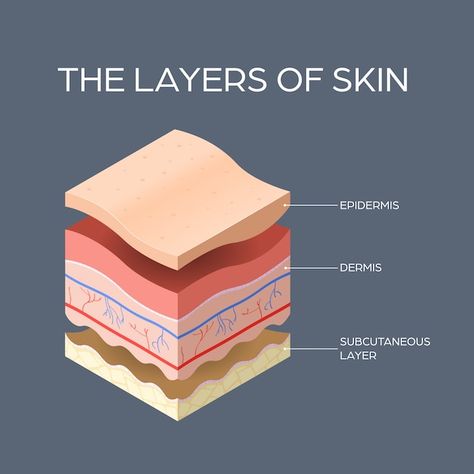 Dermis Layers Anatomy, Students Hacks, Skin Types Chart, Physiology Study, Study Hours, Skin Anatomy, Skin Layers, Skin Moles, Anatomy Physiology