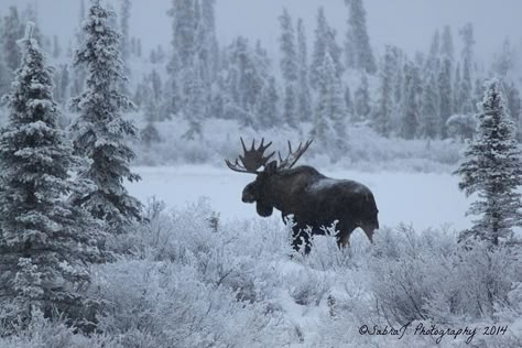 Moose Pics, Moose Painting, Moose Pictures, Moose Hunting, North American Animals, Deer Species, Moose Deer, Winter Deer, Bull Moose