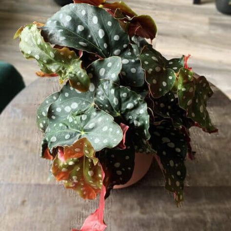 polka dot plant leafy life Begonia Maculata, Plant Goals, Powdery Mildew, Root System, Top Soil, Replant, Tropical Forest, Fresh Cut Flowers, Cut Flowers