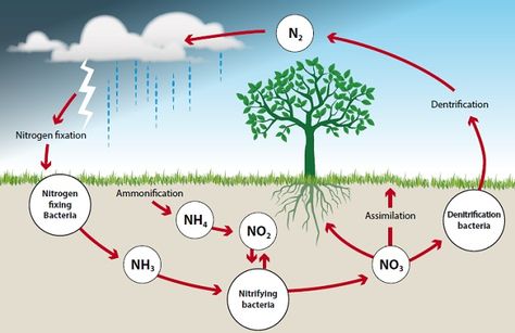 Nitrogen Cycle | Land Management Online Course Coal And Petroleum, Sustainable Development Projects, Cycle Drawing, Nitrogen Fixation, Nitrogen Cycle, Organic Molecules, Ecology Design, Teacher Boards, Agriculture Education