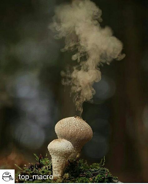 Mushroom spores Plant Communication, Alchemy Ingredients, Spore Druid, Fungi Pictures, Fungi Photography, Abstract Mushroom, Painting Mushroom, Puffball Mushroom, Poisonous Mushrooms