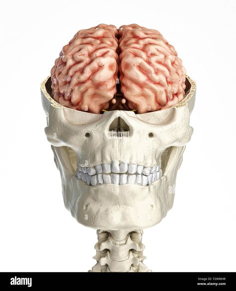 Skull Facing Forward, Skull Front View, Human Skull Side Profile, Brain Front View, Human Skull Side View, Inferior View Skull, Cross Section, Brain Art, Body Anatomy