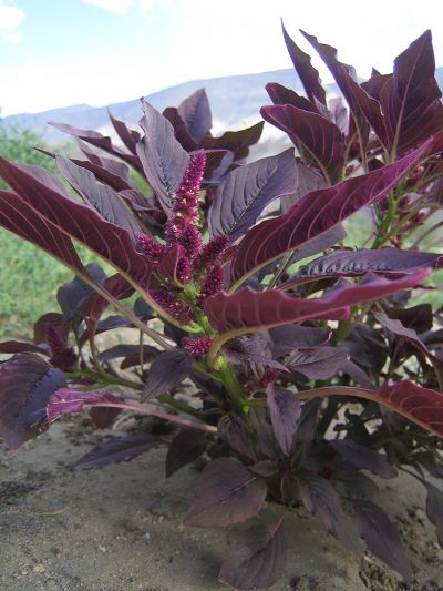 Puffed Amaranth, Amaranth Microgreens, Red Amaranth Plant, Wild Amaranth, Amaranth Plant, Globe Amaranth Magical Properties, Amaranth Flower, Tomato Dishes, Garden Weeds