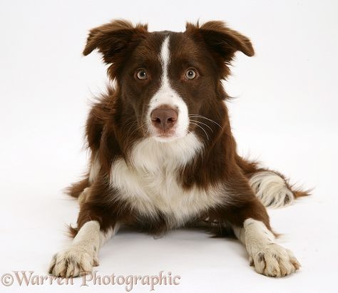 Border Collie Border Collie Brown, Brown Border Collie, White Border Collie, Border Collie Dog, Rottweiler Puppies, Bull Mastiff, Airedale Terrier, Collie Dog, Pet Care Tips