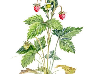 Check out new work on my @Behance profile: "Wild Strawberries. Watercolor botanical illustration" http://be.net/gallery/204549765/Wild-Strawberries-Watercolor-botanical-illustration Strawberries Watercolor, Strawberry Illustration, Strawberry Watercolor, Botanical Art Prints, Fruit Illustration, Wild Strawberries, Watercolor Wall Art, Plant Illustration, Wall Decor Printables