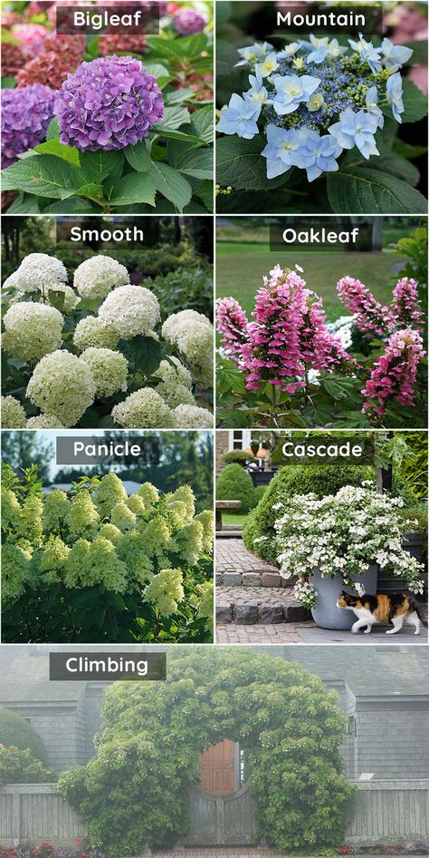 Do Hydrangeas Like Sun Or Shade, Hydrengas Garden, Flower Bed Hydrangea, Quickfire Hydrangea Landscape, Easiest Hydrangeas To Grow, Different Types Of Hydrangeas, Hydrangea Garden Ideas, Hydrangea Companion Plants Front Yards, Caring For Hydrangeas