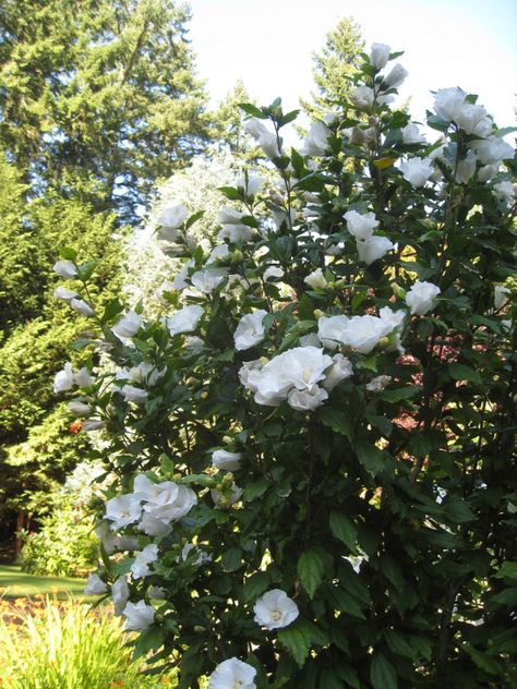 White Rose Of Sharon, Rose Of Sharon Bush, Rose Bushes Landscape Front Yards, Rose Bushes Landscape, The Rose Of Sharon, Front Yard Garden Ideas, Sharon White, Rose Garden Landscape, Dark Foliage