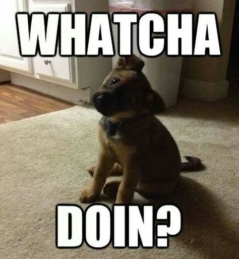 Whatcha doing Whatcha Doin, Pitbull Quotes, Funny Dog Memes, Pet Insurance, Dogs Of The World, German Shepherd Puppies, Animal Planet, Dog Memes, German Shepherd Dogs