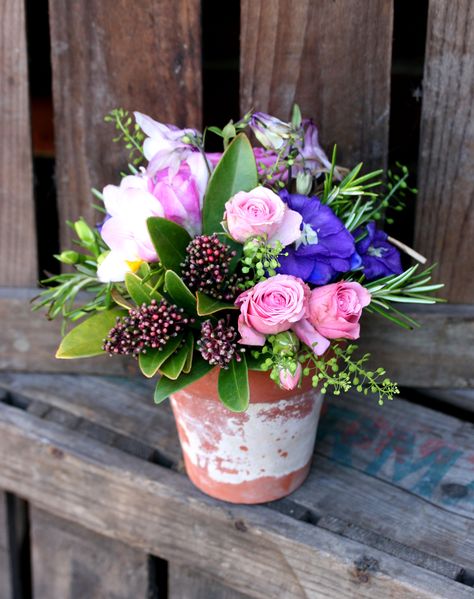 Table centres in vintage terracotta pots. This is a Planted design. With skimmia and roses. Flowers In Clay, November Flowers, Vintage Terracotta Pots, Terracotta Pot, Flower Studio, Japanese Flowers, Centre Piece, Garden Theme, Bride Bouquets