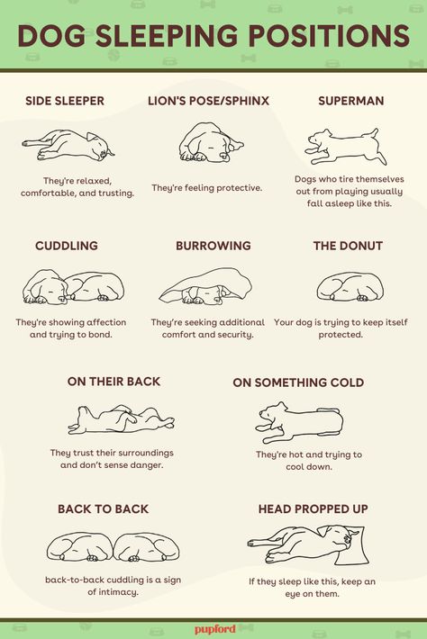 Dog Sleeping Positions, Dog Body Language, Dog Remedies, Dog Advice, Dog Sleeping, Dog Behavior Problems, Dog Poses, Sleeping Puppies, Bad Behavior