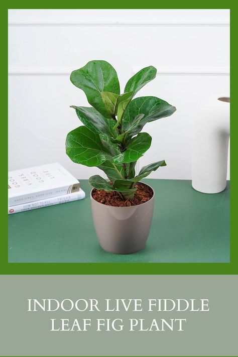 The fiddle-leaf fig is a popular indoor plant with large, dark green leaves that resemble the shape of a violin. It is a stylish and easy-to-care-for plant that is perfect for adding flair to any home. #fiddleleaffig, #fiddleleaffriday, #fiddleleaffigplant, #ficuslyrata, #fiddleleaffigcare #fiddleleaffigdecor, #fiddleleaffiglove, #fiddleleaffigcommunity, #fiddleleaffigaddict #fiddleleaffiggoals, Tall Fiddle Leaf Fig Tree, Cleaning Fiddle Leaf Fig Leaves, Caring For Fiddle Leaf Fig, Fiddle Leaf Fig Soil Mixture, Fiddle Leaf Fig Plant, Fiddle Leaf Fig Care, West Elm Fiddle Leaf Fig, Fig Plant, Ficus Lyrata