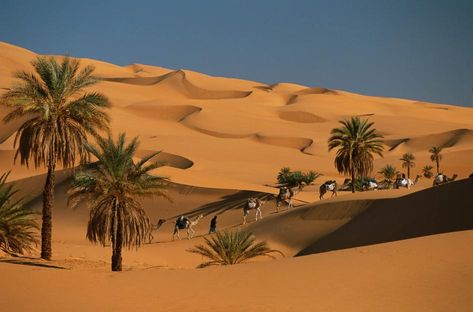 Desert Habitat, Desert Trees, Desert Background, Seni Arab, Desert Oasis, Sahara Desert, Padang, Fishing Villages, Natural Phenomena