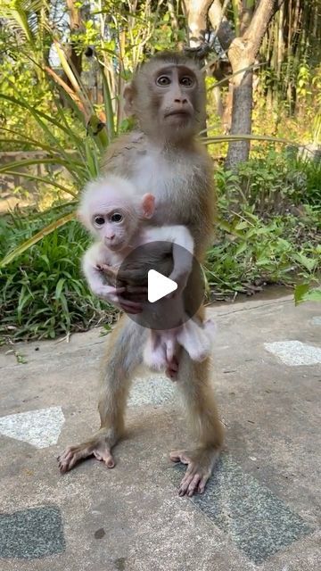 Funny Monkey Videos, Monkey Funny Videos, Winged Monkeys, Cute Monkey Pictures, Cute Monkeys, Small Monkey, Dance Cakes, Baby Monkey Videos