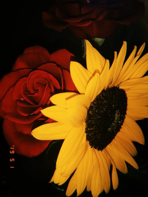 Yellow Aesthetics, Gf Aesthetic, Sunflower Iphone Wallpaper, Sunflowers And Roses, Rose Aesthetic, Bali House, Roses Wallpaper, Rose Background, Rosé Aesthetic