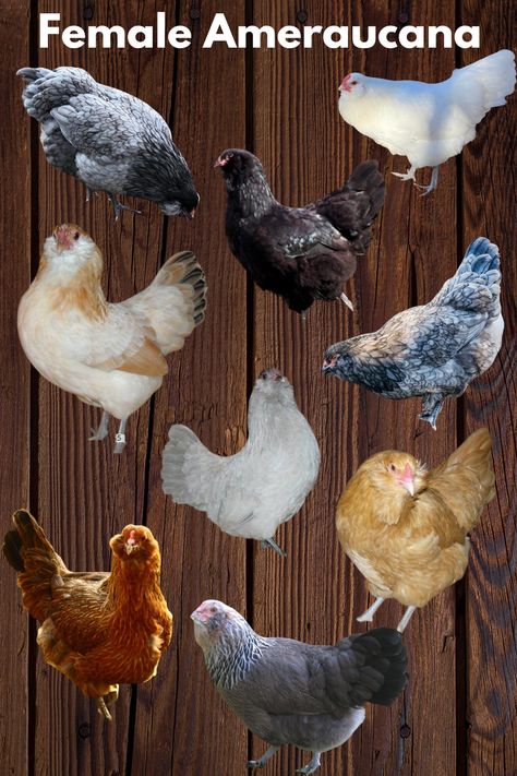 Ameraucana Chickens Ameraucana Hens Female Ameraucana Chickens Ameraucana, Ameraucana Chicken Eggs, Americauna Chickens, Chicken Care 101, Raising Chickens 101, Ameraucana Chicken, Baby Chicks Raising, Backyard Chicken Farming, Chicken Coop Designs