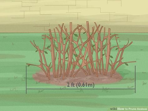 How to Prune Azaleas: 8 Steps (with Pictures) - wikiHow When To Prune Azaleas Shrubs, Pruning Azaleas Shrubs, When To Prune Azaleas, Pruning Azaleas, White Azaleas, Azalea Shrub, Azalea Bush, Air Layering, White Azalea