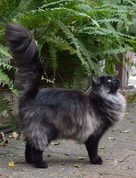 Cat Anatomy, Hxh Characters, Gorgeous Cats, Cat Pose, Norwegian Forest Cat, Pretty Animals, Cat Photography, Unique Cats, Warrior Cat