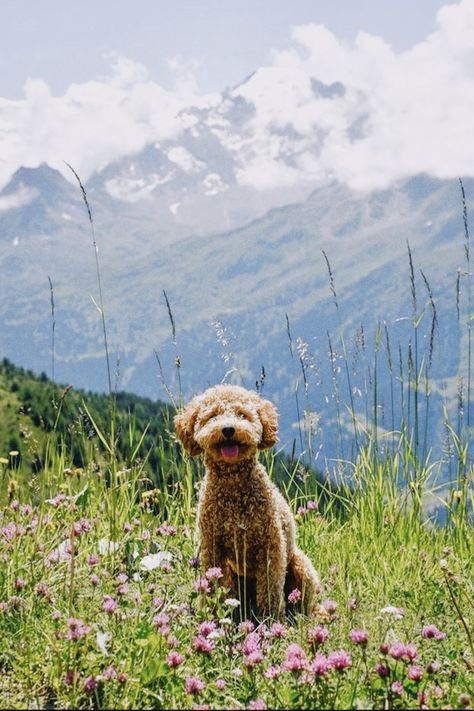 mini golden doodle mountains nature outdoors orgainc views dog Doodle Dog Aesthetic, Golden Mountain Doodle, Golden Doodle Aesthetic, Goldendoodle Aesthetic, Mini Golden Doodle, Golden Mountain Dog, Golden Doodle, Golden Doodle Dog, Mini Doodle