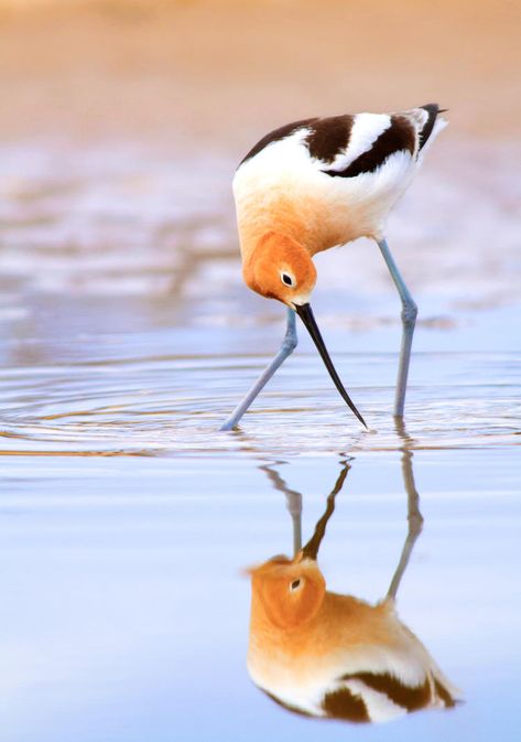 Woodstain Ideas, Avocet Bird, Shore Bird Art, American Avocet, Shore Birds, Coastal Birds, Shorebirds, Rare Birds, Big Bird