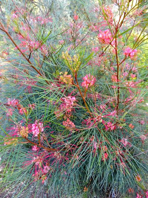 Bush Garden, Australian Native Garden, Australian Flowers, Australian Native Flowers, Australian Plants, Australian Garden, Australian Native Plants, Coastal Gardens, Garden Shrubs