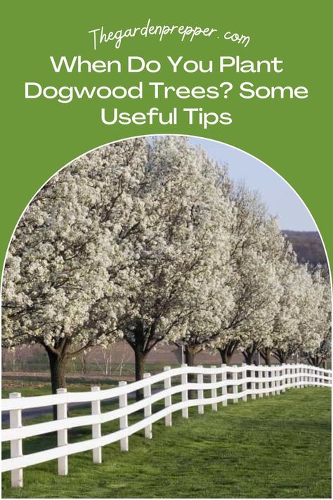 when do you plant dogwood trees White Dogwood Tree Landscapes, Dogwood Tree Lined Driveway, Small Ornamental Trees Landscaping, Dogwood Trees In Landscaping, Montana Landscaping, Dog Wood Tree, Dogwood Tree Landscaping, Ornamental Trees Landscaping, Kousa Dogwood Tree