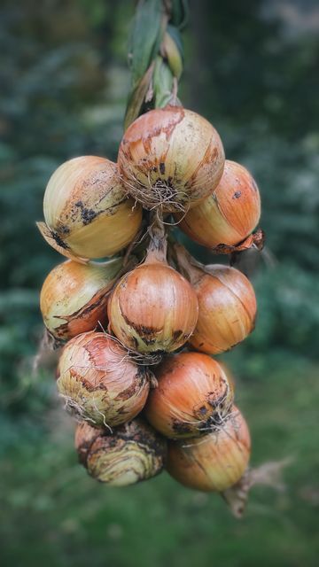 Braiding Onions, Shrek Mood, Homesteading Hacks, Growing Onions, Baby Background, Planting Onions, Summer Harvest, Homesteading Skills, Playing In The Snow