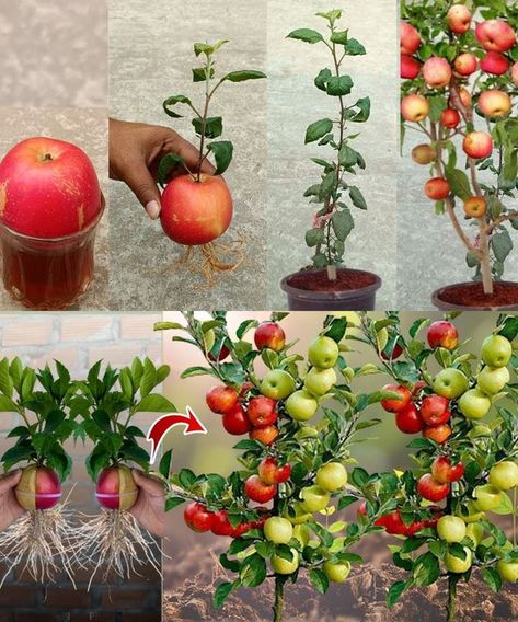 Garden growth tips Fruits To Grow Indoors, Growing Scraps, How To Grow Apples From Seeds, Grow Apples From Seed, Growing Fruit Trees From Seed, Grow Fruit Indoors, Apple Trees From Seeds, Fastest Growing Fruit Trees, Growing Apple Trees