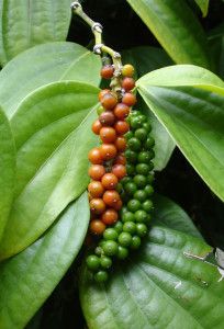 blackpepper Black Pepper Plant, Turmeric And Pepper, Herb Garden In Kitchen, Pepper Spice, Organic Spice, Pepper Plants, Flowering Vines, Growing Herbs, Curries