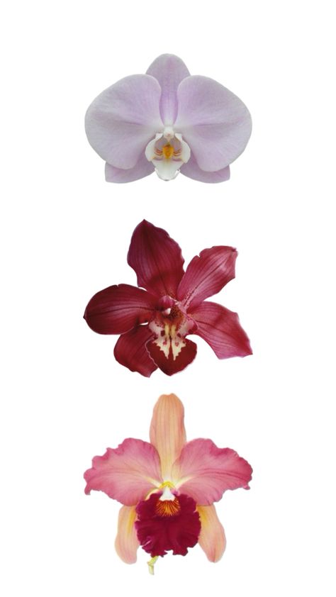 Orchid Wallpaper Aesthetic, Orchid Wallpaper Iphone, Journal Flowers, Orchid Wallpaper, Art Major, Gcse Art, Wallpaper Aesthetic, Wallpaper Iphone, Aesthetic Wallpapers