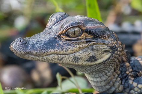 Baby Alligator, Cute Reptiles, Animal Study, Paws And Claws, Pretty Animals, Creature Feature, Animal Projects, Crocodiles, Reptiles And Amphibians