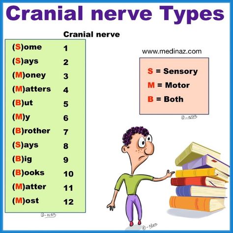 Biology Tricks, Anatomy Simplified, Anatomy Mnemonics, Cranial Nerves Anatomy, Loose Connective Tissue, Nerve Anatomy, Cranial Nerves Mnemonic, Medical Mnemonics, Medical School Life