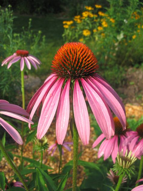 Bush Honeysuckle, Native Plant Landscape, Soil And Water Conservation, Purple Coneflower, Cardinal Flower, Virginia Creeper, Native Plant Gardening, Burning Bush, Native Flowers