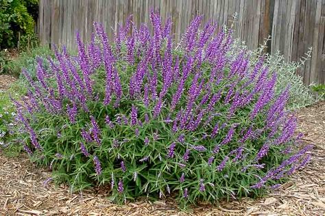 Salvia leucantha 'Santa Barbara' (Mexican Bush Sage) Mexican Bush Sage, Mexican Sage, Rose Companion Plants, Drought Tolerant Perennials, Sage Plant, Dog Urine, Hummingbird Garden, Planting Shrubs, Coastal Gardens