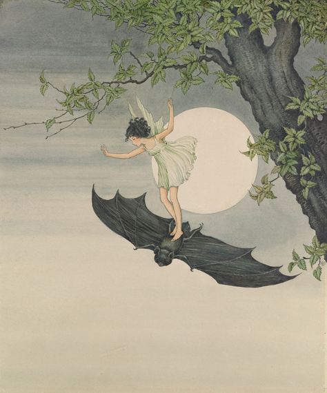 IDA RENTOUL OUTHWAITE - The Fairy on a Bat Ida Rentoul Outhwaite, Fairies Flying, Bat Art, Fairy Tale Illustration, Vintage Fairies, Antique Illustration, Fairy Girl, Witch Art, The Fairy