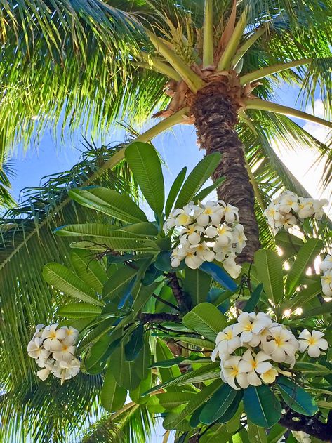 Frangipani and Coconut palm | Photographed in Waikiki, Hawai… | Flickr Coconut Summer, Frangipani Garden, Frangipani Tree, Tropical Paradise Aesthetic, Tropical Flower, Hawaii Flower Aesthetic, Hawaiian Tropic Aesthetic, Frangipani Aesthetic, Plumeria Aesthetic Wallpaper