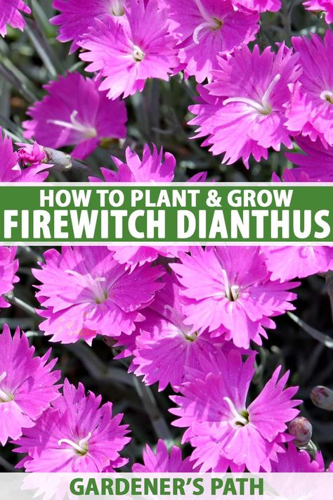 ‘Firewitch’ is a perennial evergreen with dainty fringed flowers, spicy-sweet perfume, and a long growing season. The pink flowers rebloom after deadheading and plants are resistant to cold, heat, and humidity. Learn how to grow and care for ‘Firewitch’ dianthus now on Gardener's Path. #firewitch #dianthus #gardenerspath Firewitch Dianthus, Dianthus Care, Dianthus Perennial, Spicy Perfume, Deer Resistant Garden, Pink Dianthus, Dianthus Flowers, Deadheading, Lake Garden