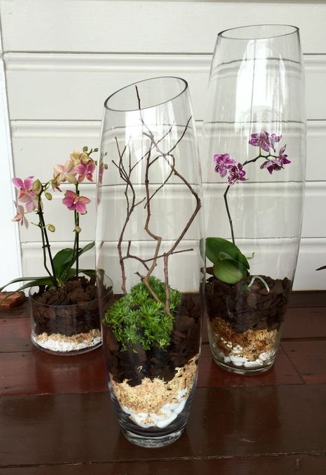 Orchid Vase Arrangement, Orchids In Water Vase, Orchid In Glass Vase, Orchid In Vase, Orchids And Succulents, Orchid Ideas, Orchid Decor, Orchid Terrarium, Orchid Vase