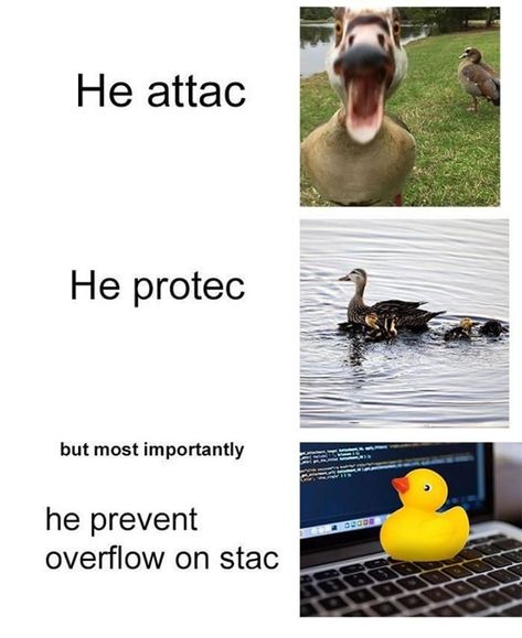 I rather have an hour with this guy instead of them. -----------------------------   #ProgrammerHumor #Programmer #Developer #coding #ProgrammerLife #dev #development #ProgrammingFun #ProgrammingJokes #backend #frontend #software #ComputerScience #github #android #Linux #Ubuntu #WebDevelopment #Java #MachineLearning #JavaScript #Server #code #coding #Python #StackOverflow  ----------------------------- If you're a programmer who can relate with us visit: https://www.terminalbytes.com/humor/ ---- Rubber Duck Programming, Rubber Duck Debugging, Computer Science Humor, Coding Python, Programmer Jokes, Programming Humor, Coding Software, Programmer Humor, Ducks Unlimited