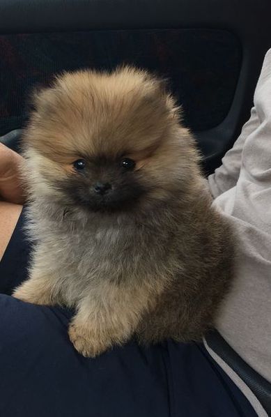 Wet Pomeranian, Mocha Pomeranian, Brown Pomeranian, Fluffy Pomeranian, Baby Pomeranian, Black Pomeranian, Pomeranian Puppy Teacup, Cute Dog Toys, Teacup Pomeranian